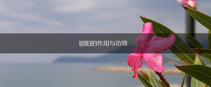 锁阳的作用与功效,第1张