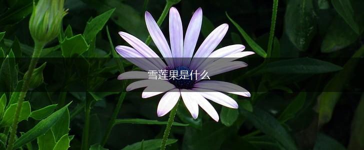 雪莲果是什么,第1张