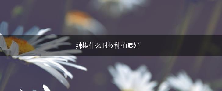 辣椒什么时候种植最好,第1张