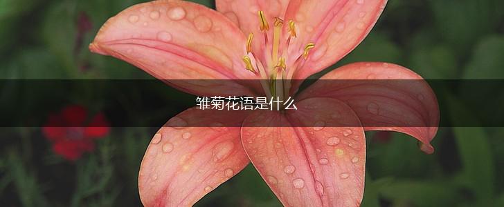 雏菊花语是什么,第1张