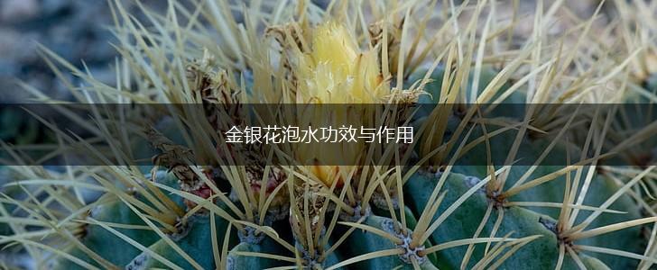 金银花泡水功效与作用,第1张