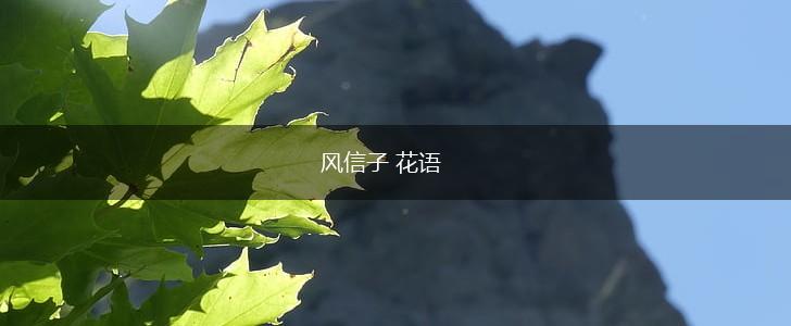 风信子 花语,第1张