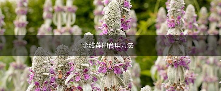 金线莲的食用方法,第1张