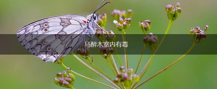 马醉木室内有毒,第1张