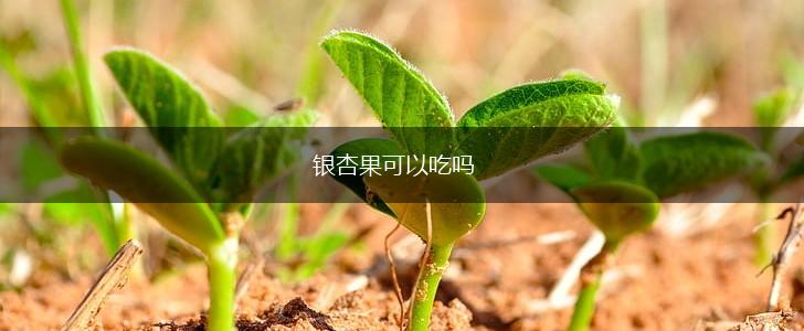 银杏果可以吃吗,第1张