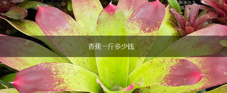 香蕉一斤多少钱,第1张