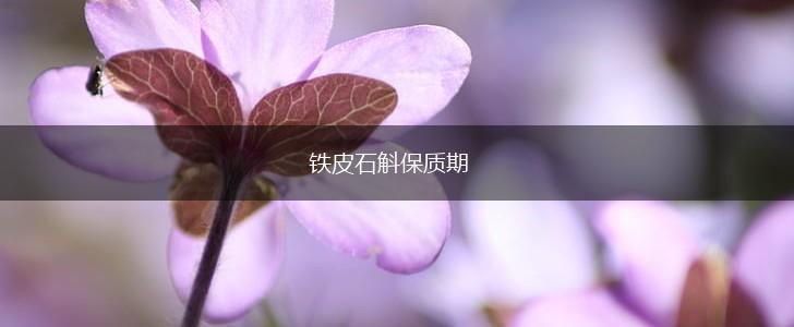 铁皮石斛保质期,第1张