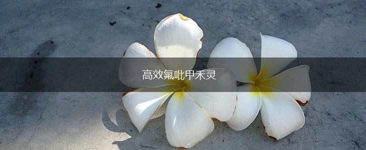 高效氟吡甲禾灵,第1张