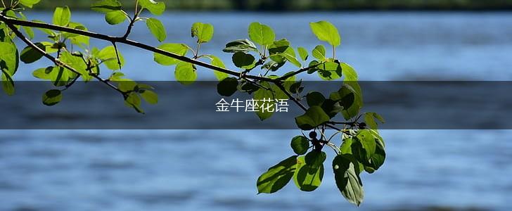 金牛座花语,第1张