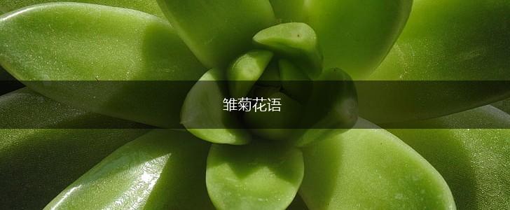 雏菊花语,第1张