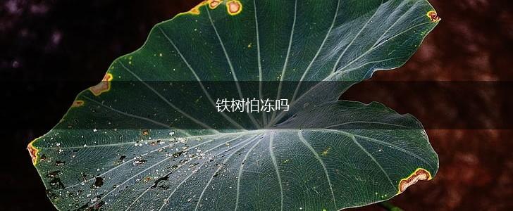 铁树怕冻吗,第1张