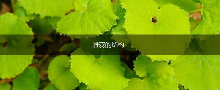 雌蕊的结构,第1张