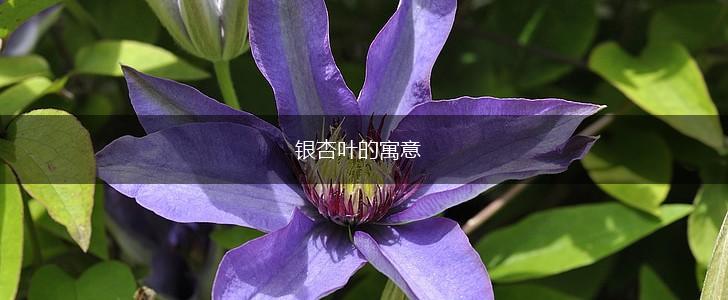 银杏叶的寓意,第1张