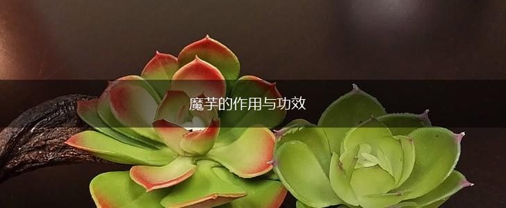 魔芋的作用与功效,第1张