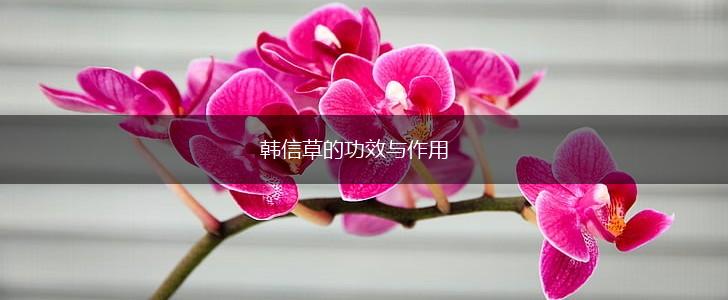 韩信草的功效与作用,第1张