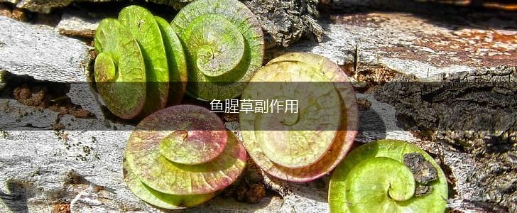 鱼腥草副作用,第1张