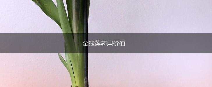 金线莲药用价值,第1张