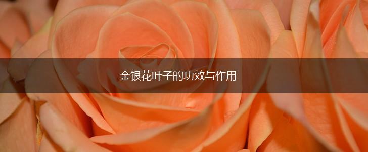 金银花叶子的功效与作用,第1张