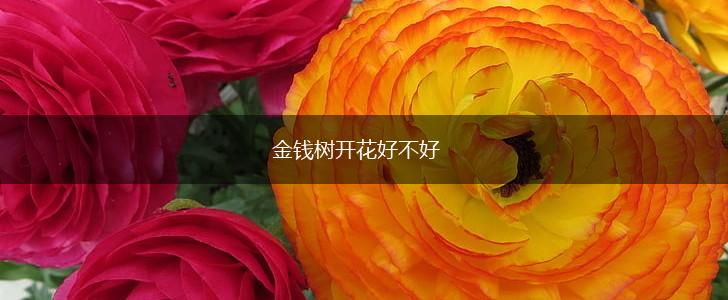 金钱树开花好不好,第1张
