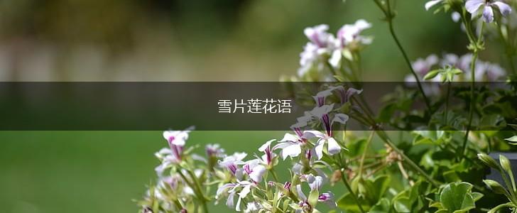 雪片莲花语,第1张