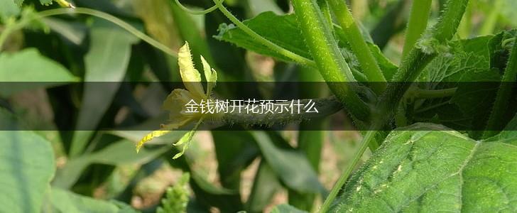 金钱树开花预示什么,第1张