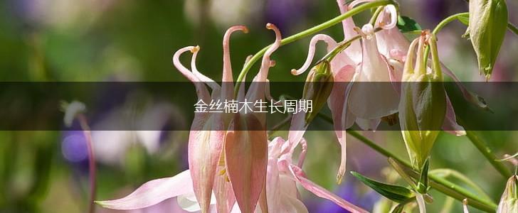 金丝楠木生长周期,第1张 金丝楠木生长周期,第1张