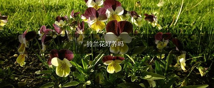 铃兰花好养吗,第1张