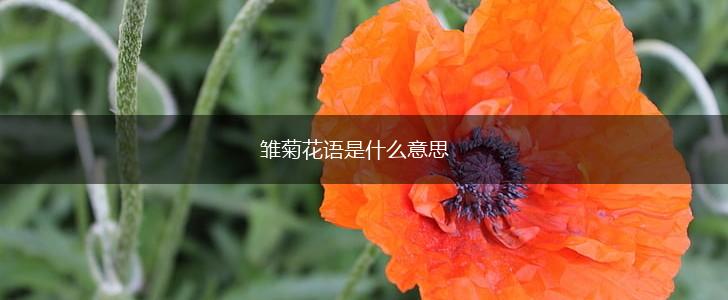 雏菊花语是什么意思,第1张