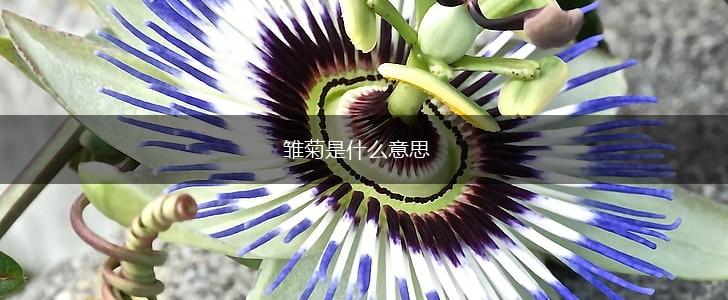 雏菊是什么意思,第1张