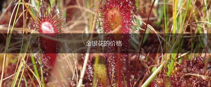金银花的价格,第1张