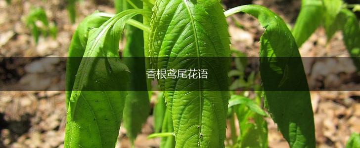 香根鸢尾花语,第1张