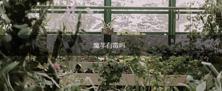 魔芋有毒吗,第1张