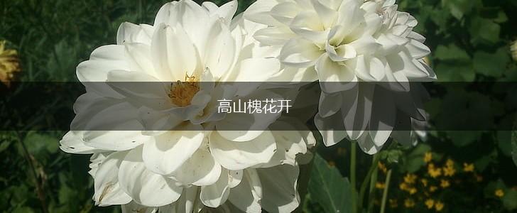 高山槐花开,第1张