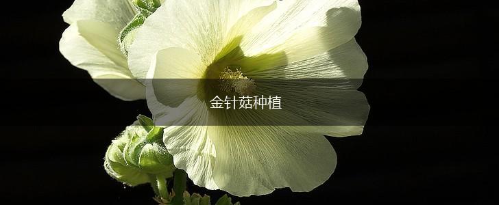 金针菇种植,第1张