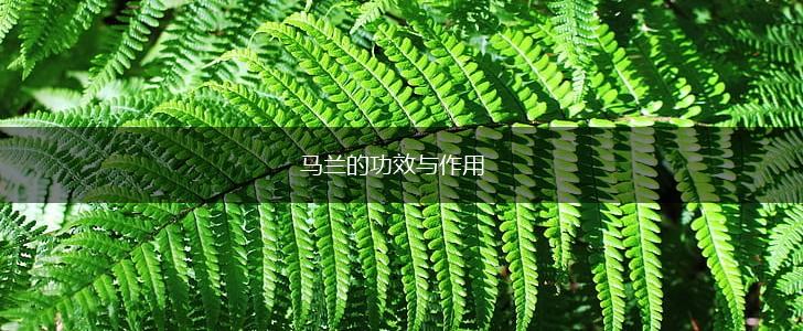 马兰的功效与作用,第1张