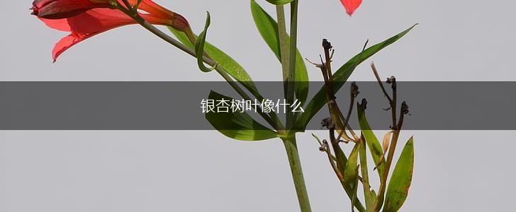 银杏树叶像什么,第1张