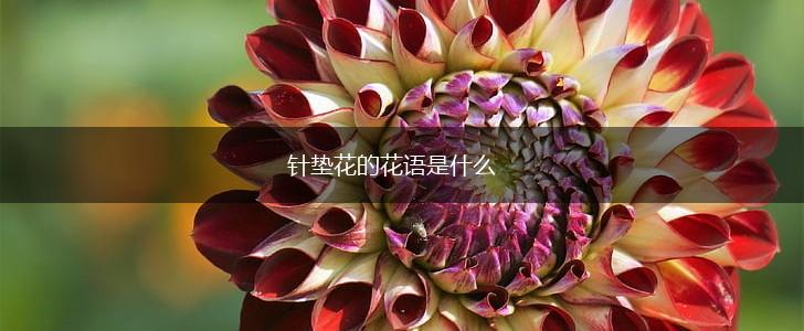针垫花的花语是什么,第1张