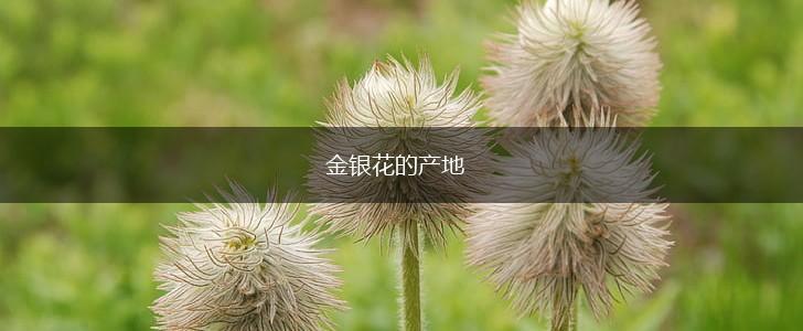 金银花的产地,第1张