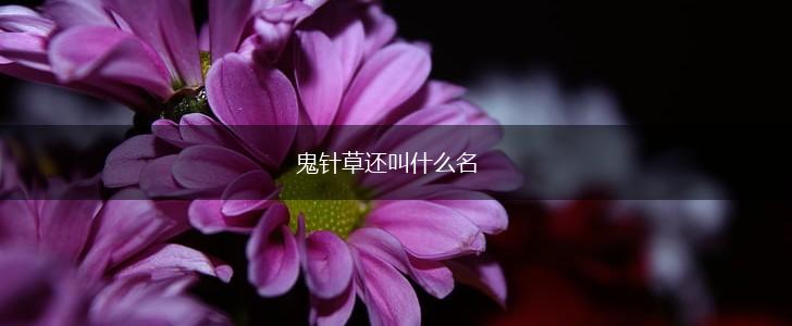 鬼针草还叫什么名,第1张
