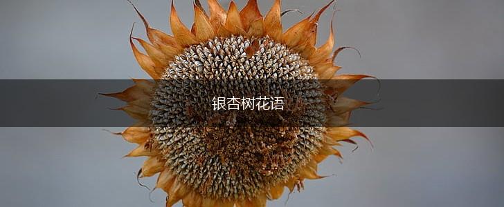 银杏树花语,第1张