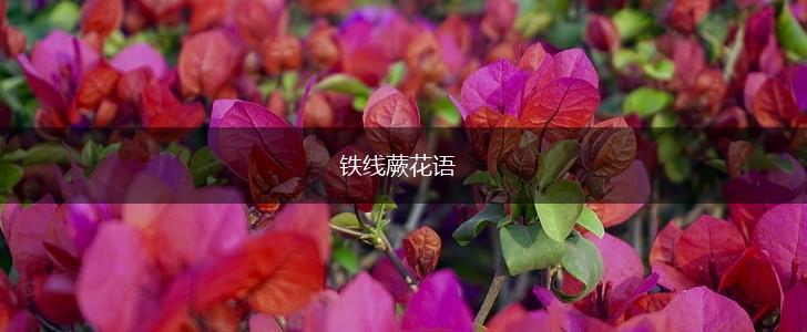 铁线蕨花语,第1张