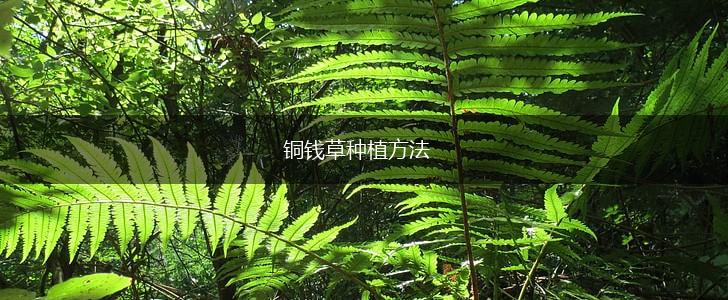 铜钱草种植方法,第1张