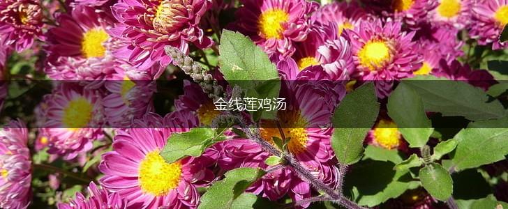 金线莲鸡汤,第1张