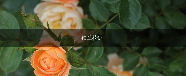 铁兰花语,第1张