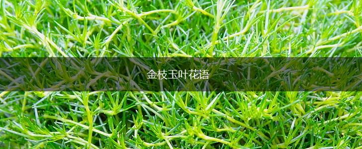 金枝玉叶花语,第1张