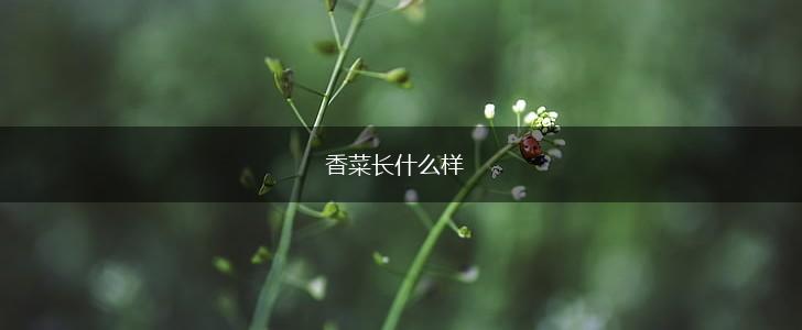 香菜长什么样,第1张