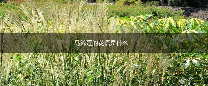 马蹄莲的花语是什么,第1张