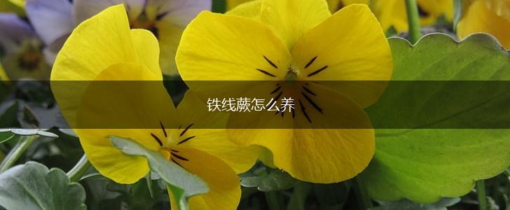 铁线蕨怎么养,第1张