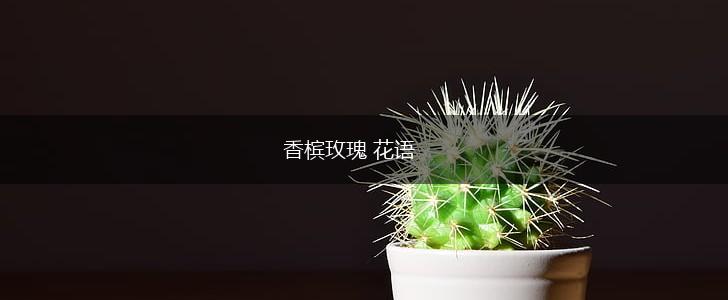 香槟玫瑰 花语,第1张