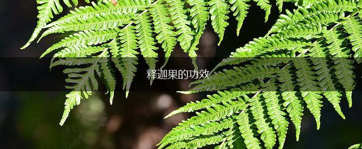 释迦果的功效,第1张 释迦果的功效,第1张